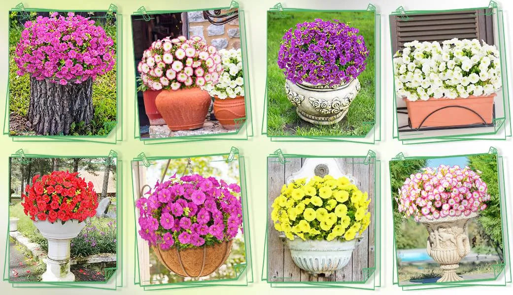 BloomCharm â Fade Proof Artificial Petunia Bouquet
