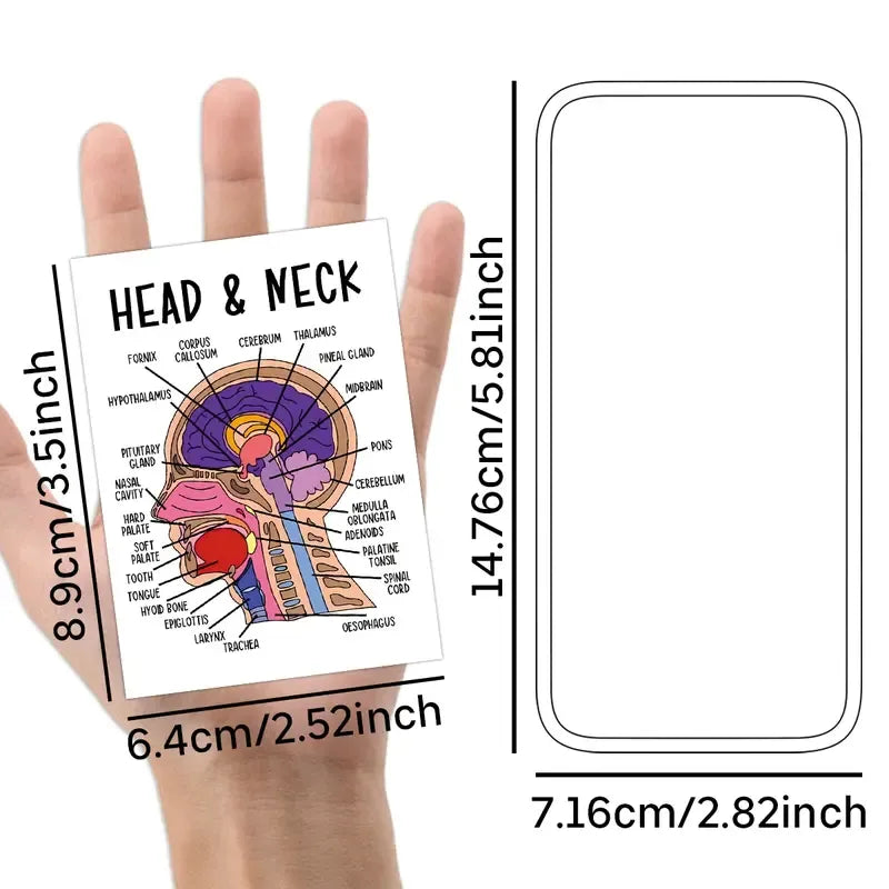 AnatoWise – Medical Anatomy Flash Card Set