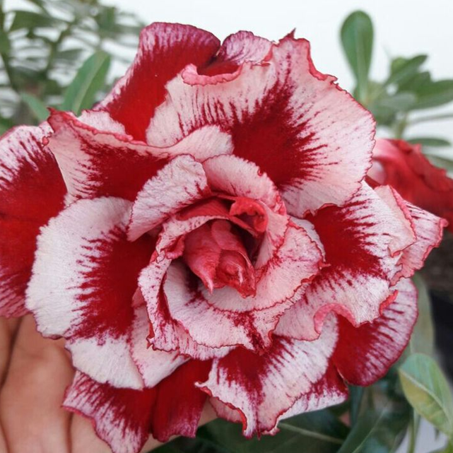 SunPetal – Vibrant Desert Rose Bulbs