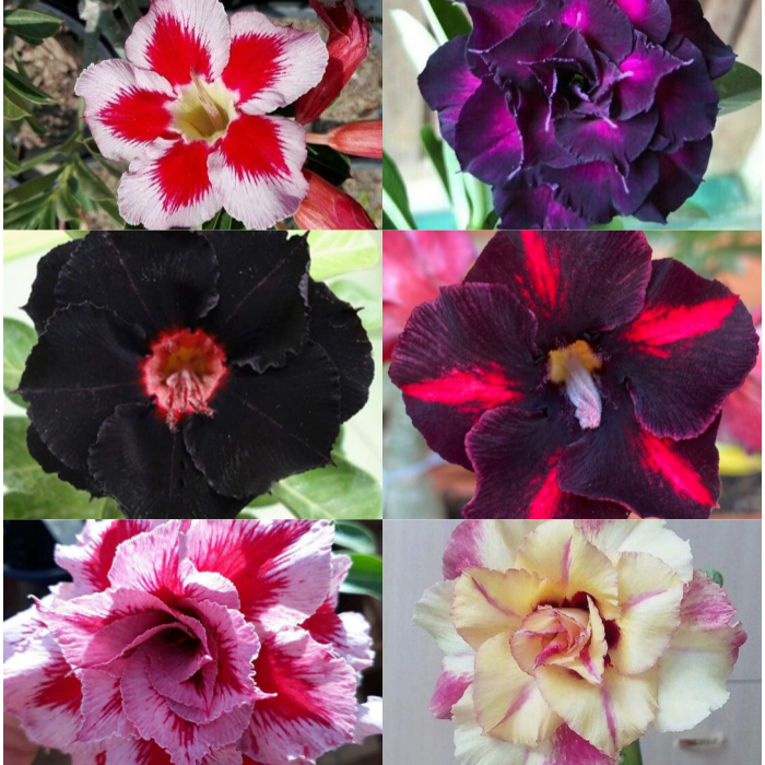 SunPetal – Vibrant Desert Rose Bulbs