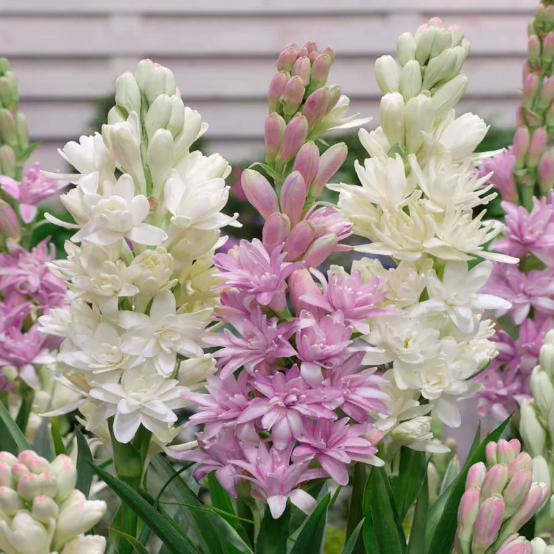 FragranceHaven – Double Bloom Tuberose