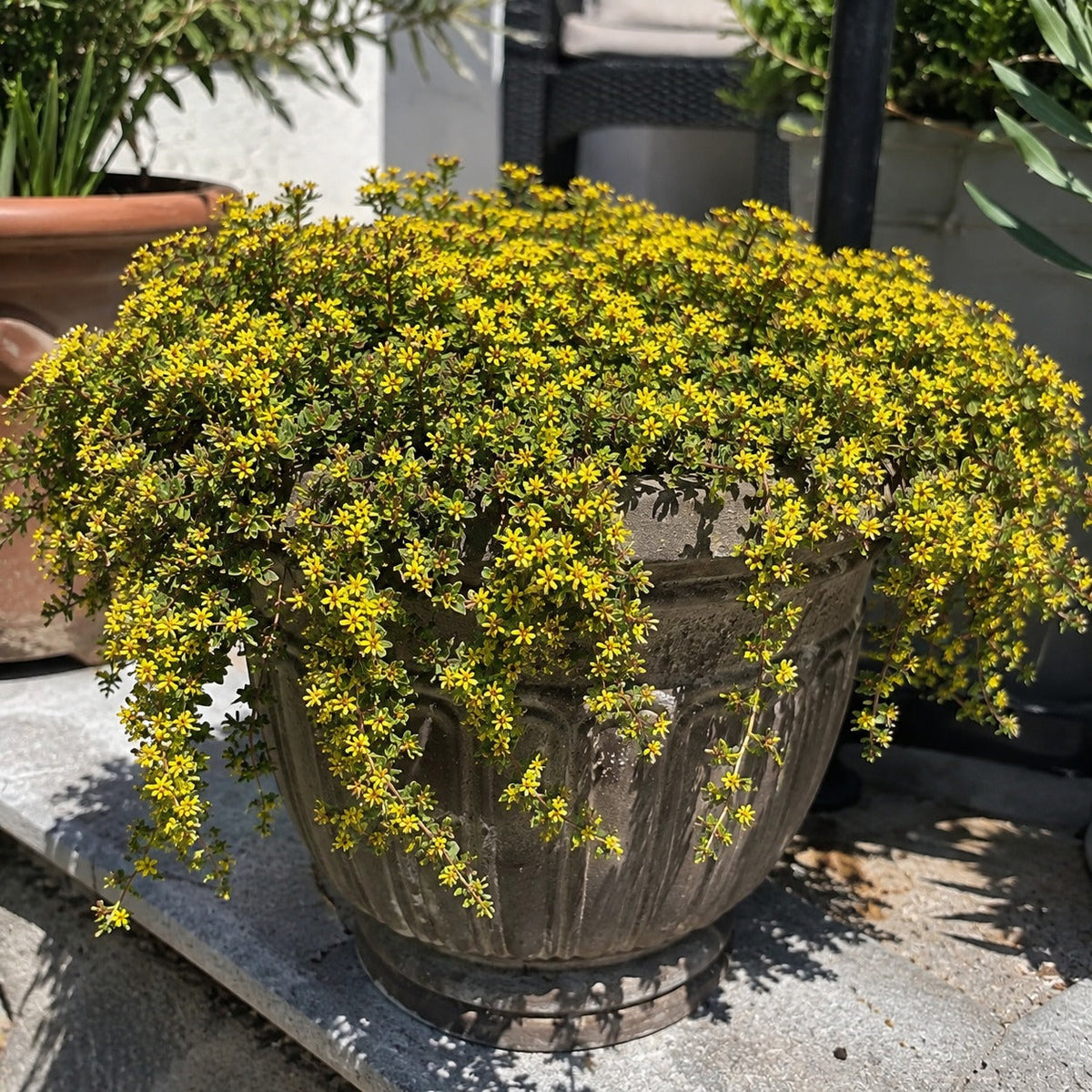 FloraCreep – Colorful Ground Cover Flower Seeds