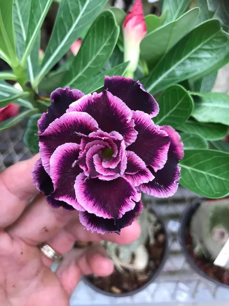 SunPetal – Vibrant Desert Rose Bulbs