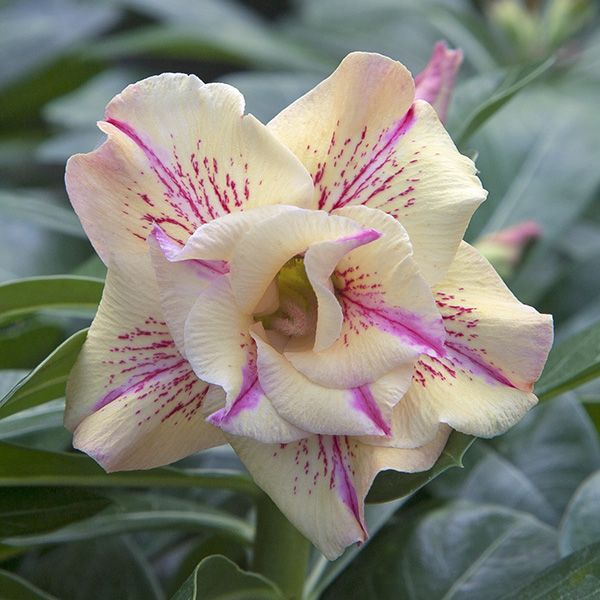 SunPetal – Vibrant Desert Rose Bulbs