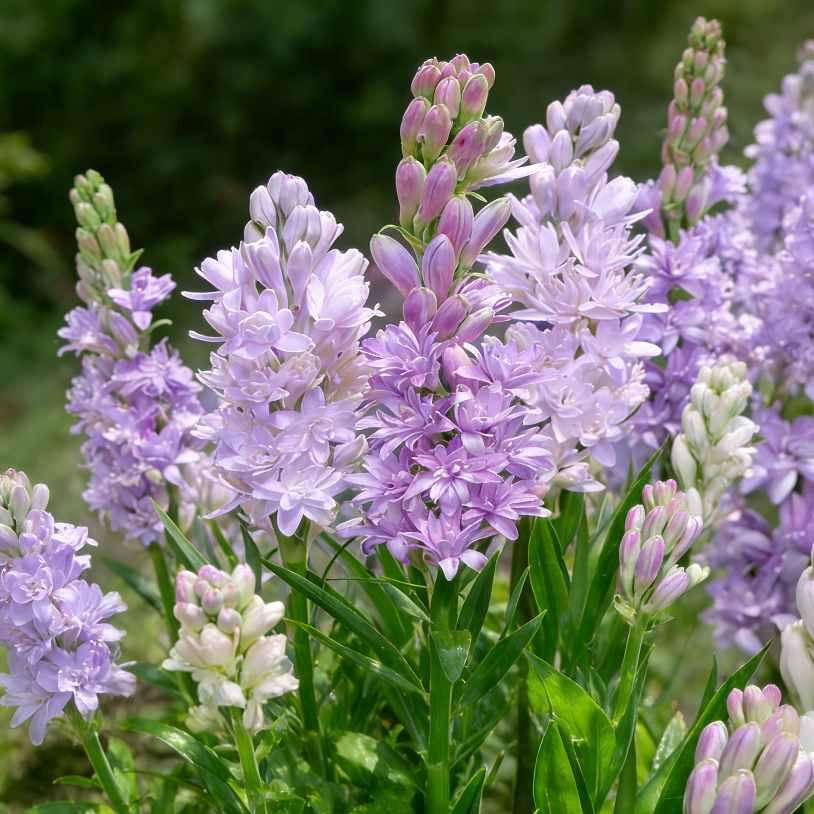 FragranceHaven – Double Bloom Tuberose