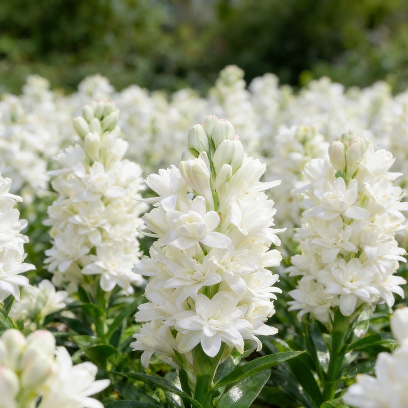 FragranceHaven – Double Bloom Tuberose