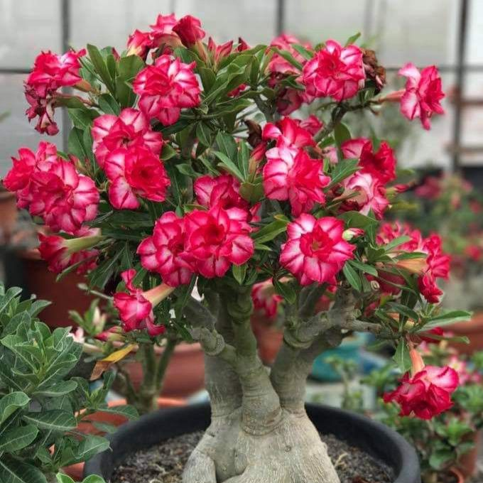 SunPetal – Vibrant Desert Rose Bulbs