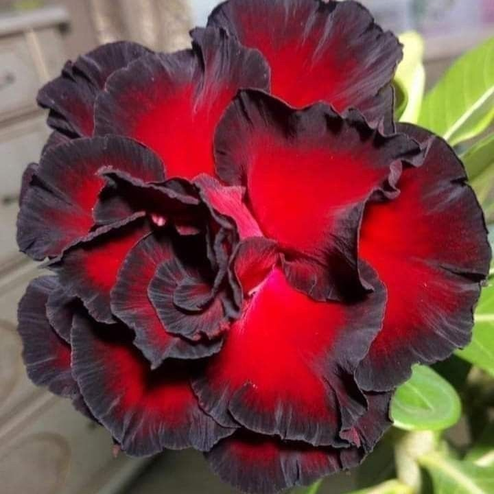 SunPetal – Vibrant Desert Rose Bulbs