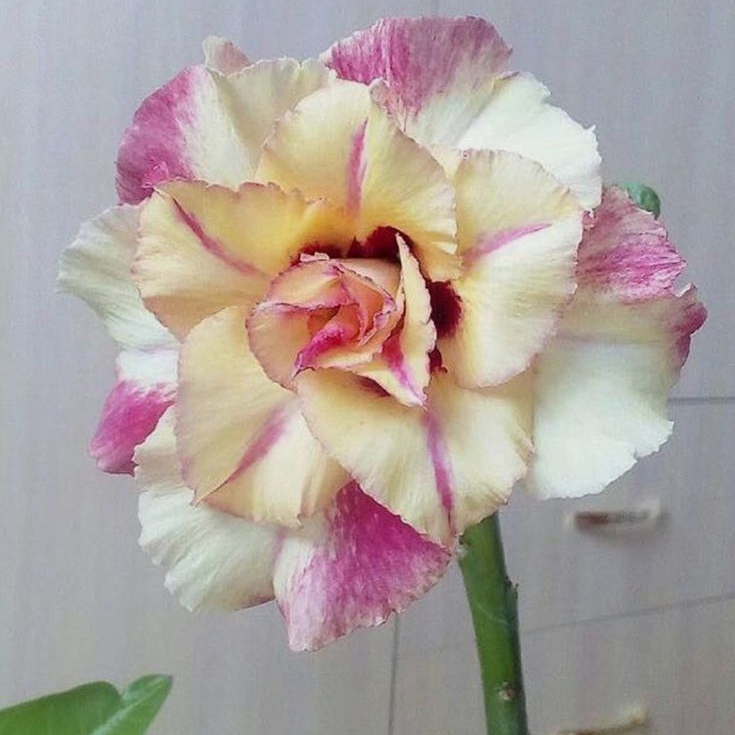 SunPetal – Vibrant Desert Rose Bulbs