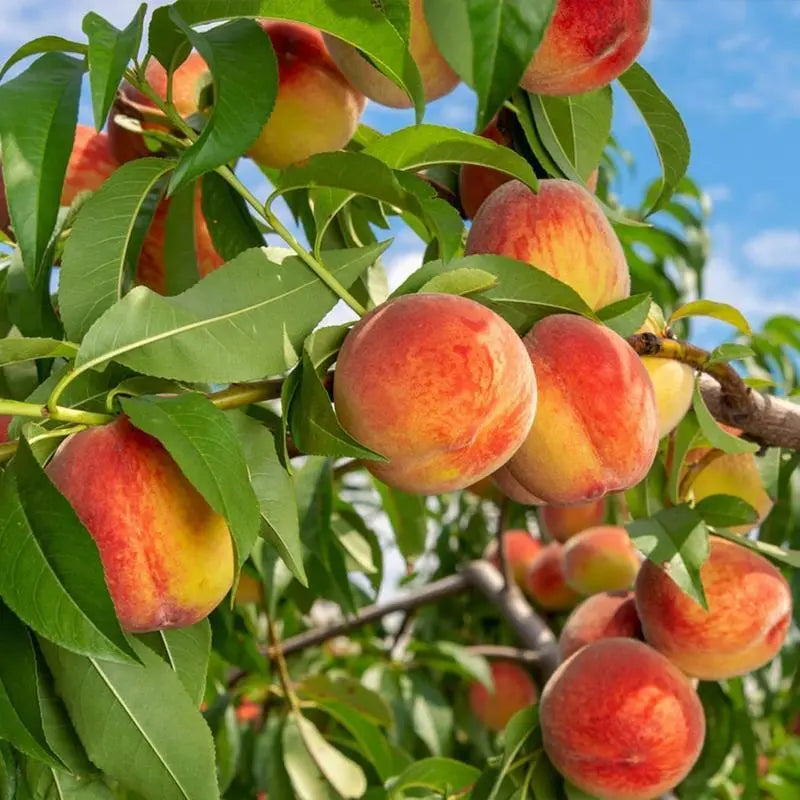 PeachNest – Premium Water Peach Garden Seeds