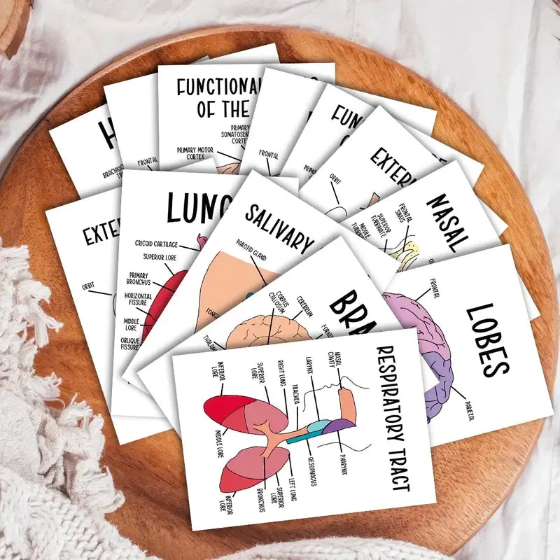 AnatoWise – Medical Anatomy Flash Card Set
