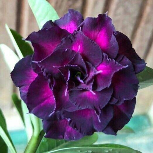 SunPetal – Vibrant Desert Rose Bulbs