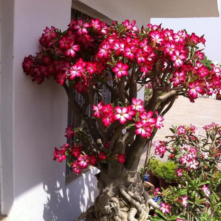 SunPetal – Vibrant Desert Rose Bulbs