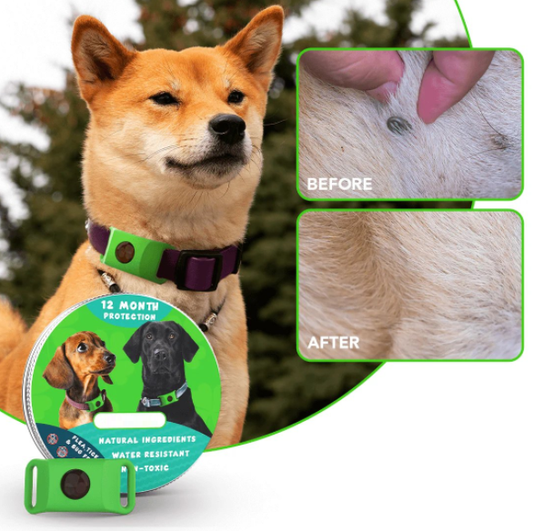 PawShield – Natural Flea & Tick Protection Tag
