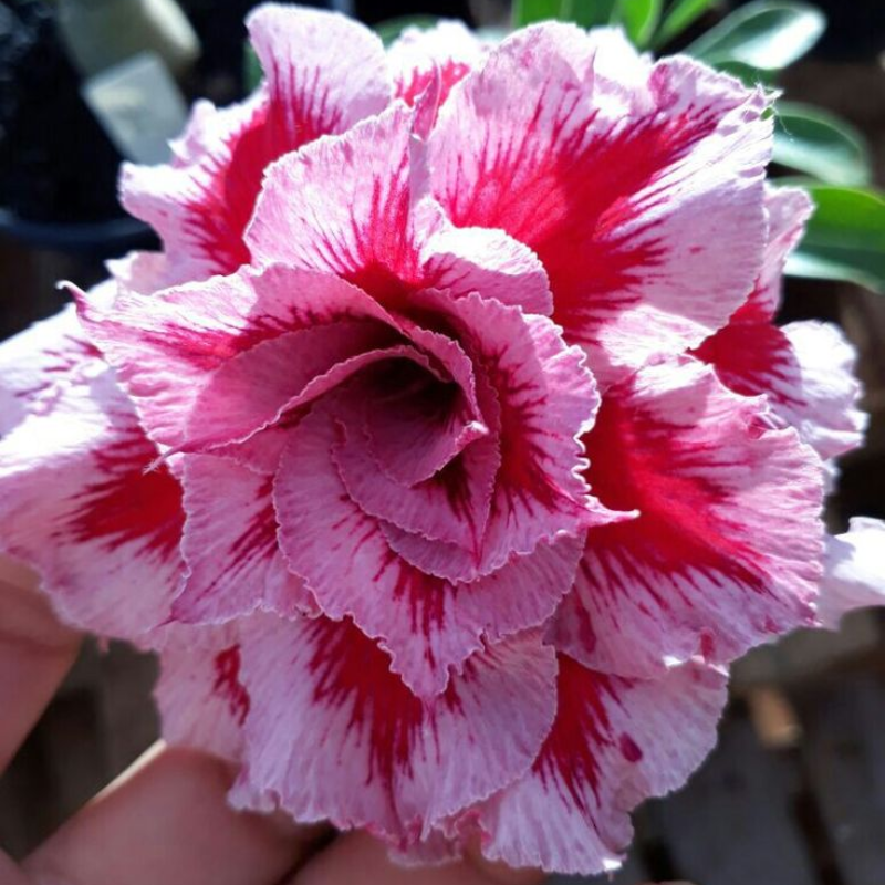 SunPetal – Vibrant Desert Rose Bulbs