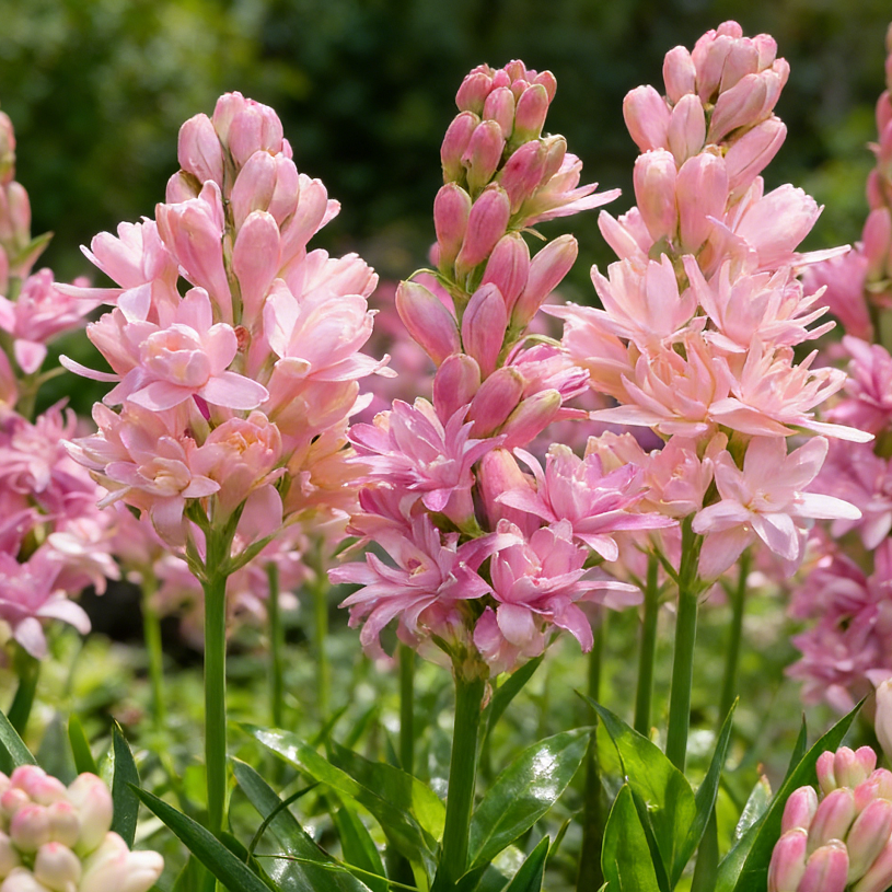 FragranceHaven – Double Bloom Tuberose