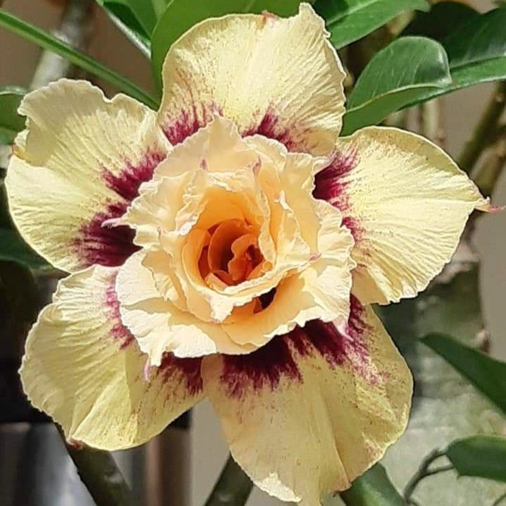 SunPetal – Vibrant Desert Rose Bulbs