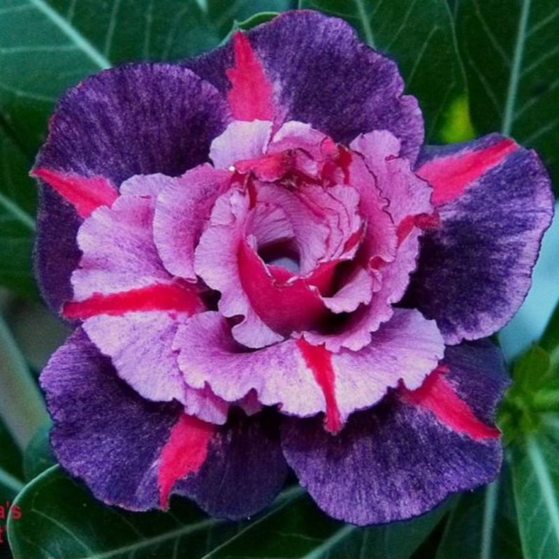 SunPetal – Vibrant Desert Rose Bulbs