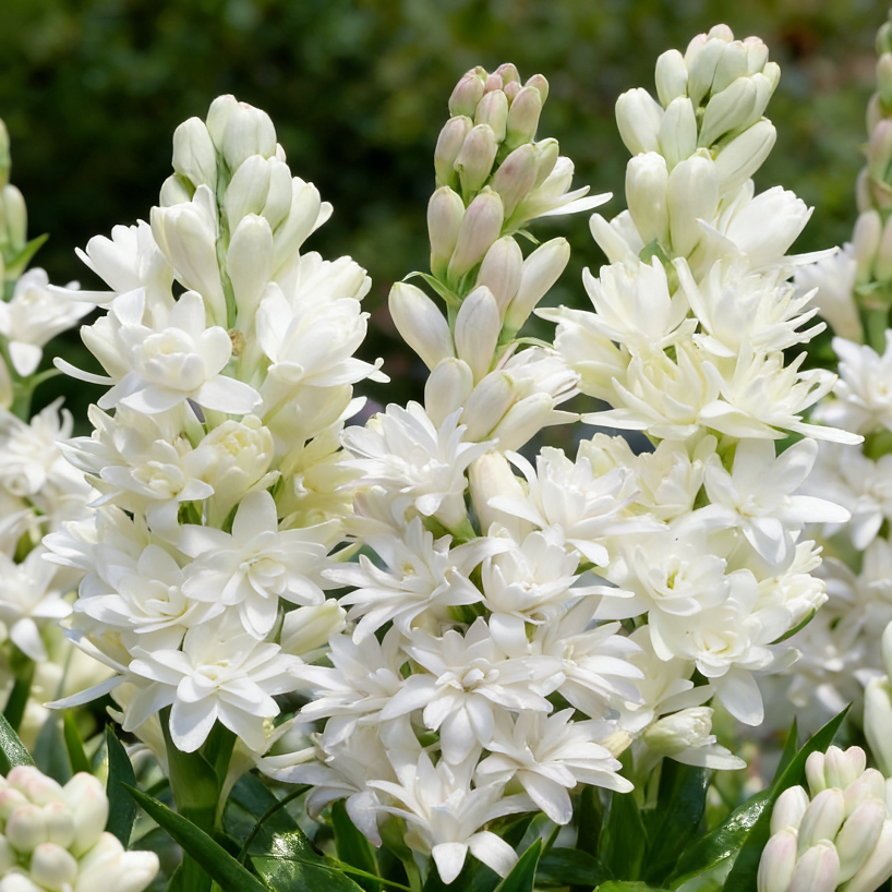 PearlPetals – Premium Tuberose Bulbs