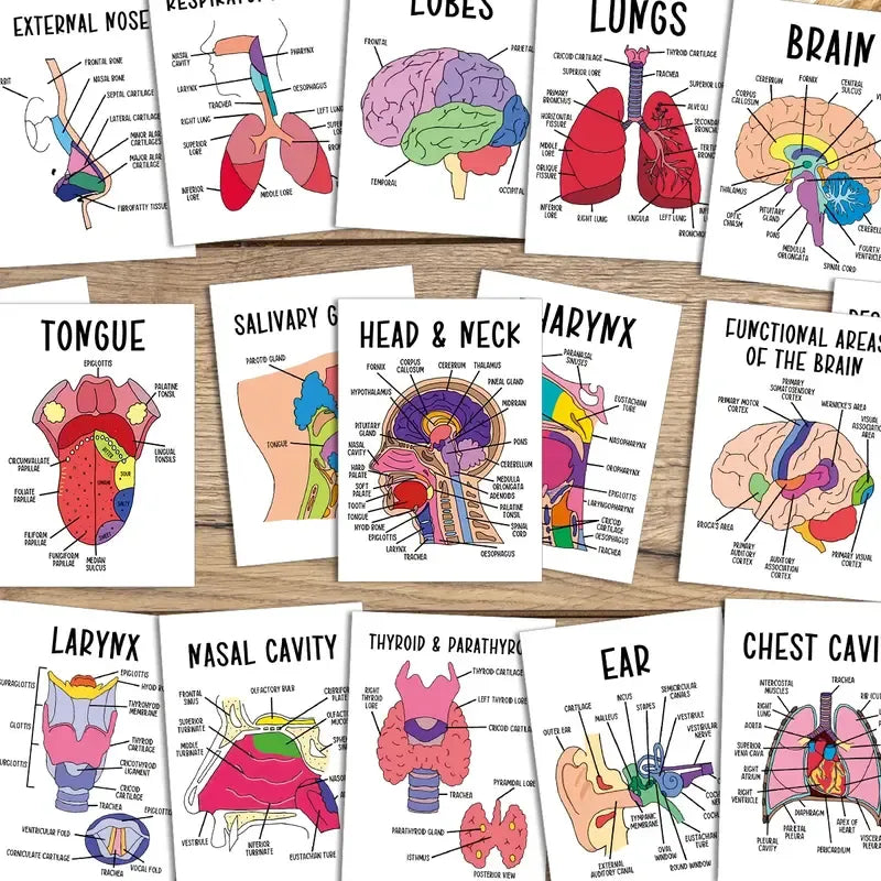 AnatoWise – Medical Anatomy Flash Card Set