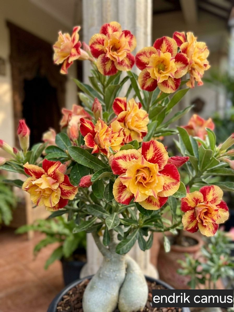 SunPetal – Vibrant Desert Rose Bulbs