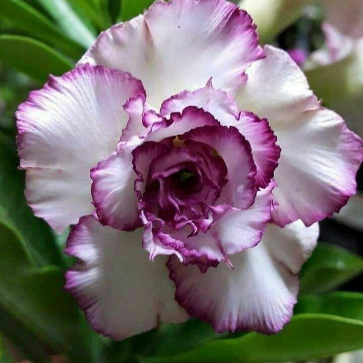 SunPetal – Vibrant Desert Rose Bulbs