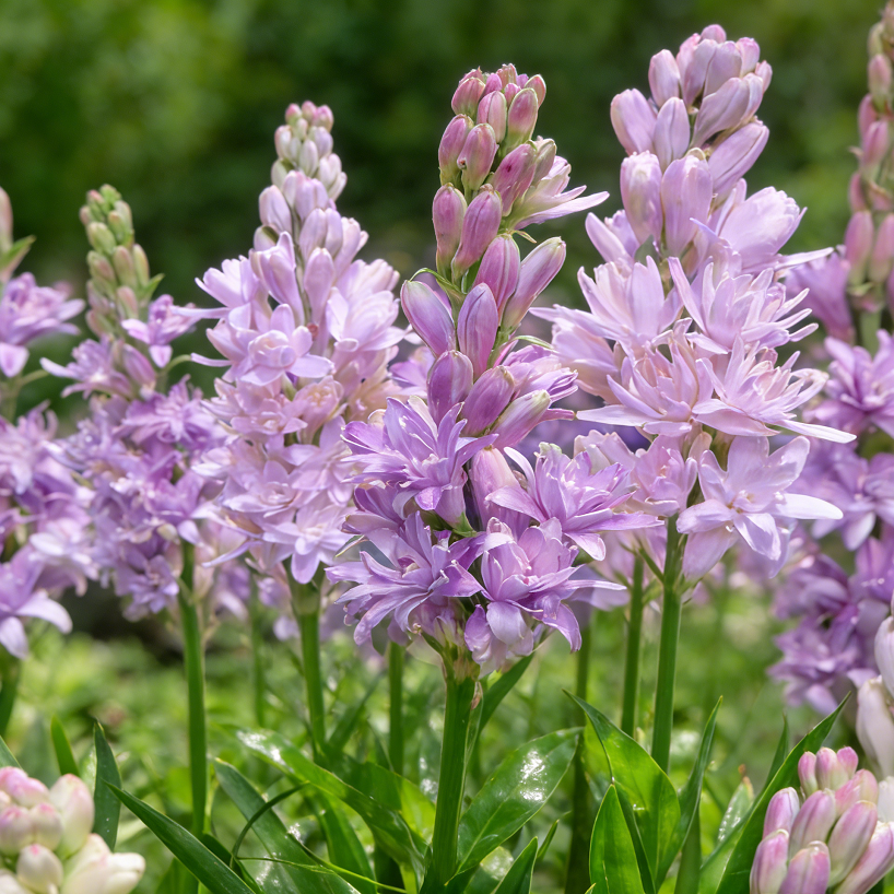 PearlPetals – Premium Tuberose Bulbs