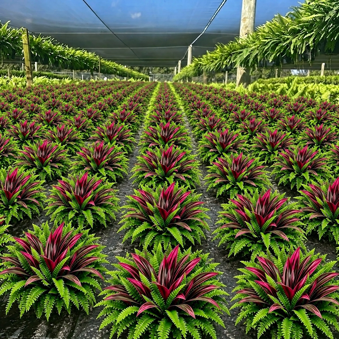 BloomNest – Lifelike Fern & Vibrant Dracaena Decor