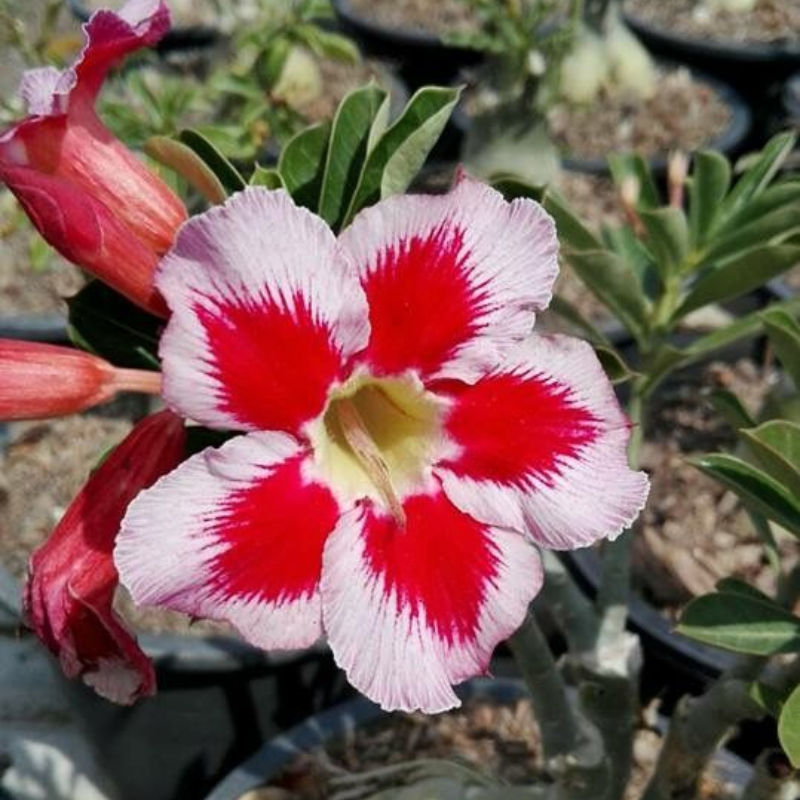 SunPetal – Vibrant Desert Rose Bulbs