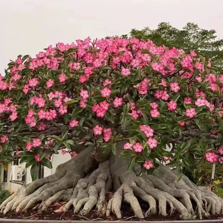 SunPetal – Vibrant Desert Rose Bulbs