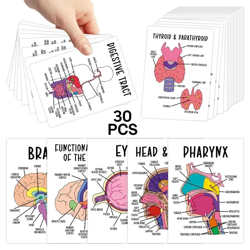 AnatoWise – Medical Anatomy Flash Card Set
