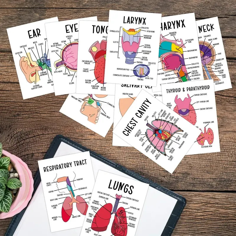 AnatoWise – Medical Anatomy Flash Card Set
