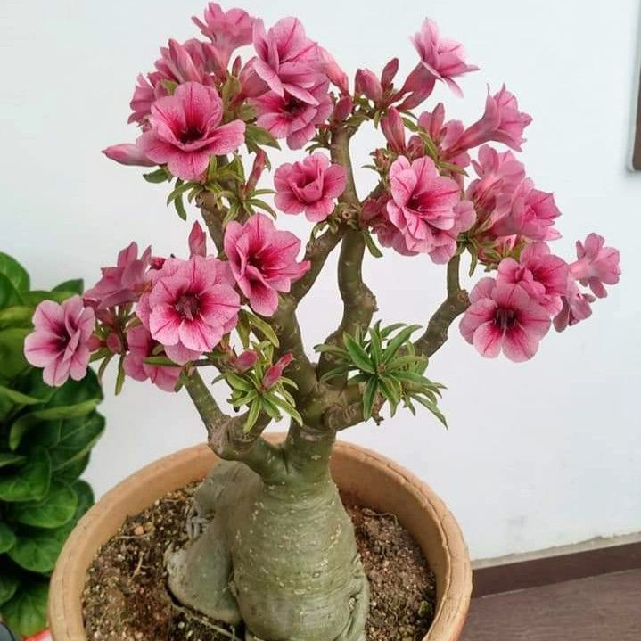SunPetal – Vibrant Desert Rose Bulbs
