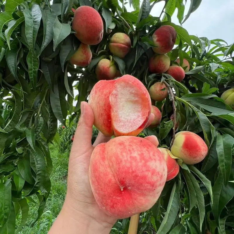 PeachNest – Premium Water Peach Garden Seeds
