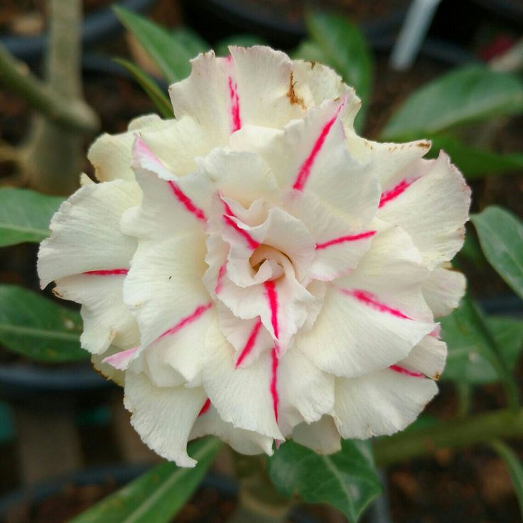 SunPetal – Vibrant Desert Rose Bulbs