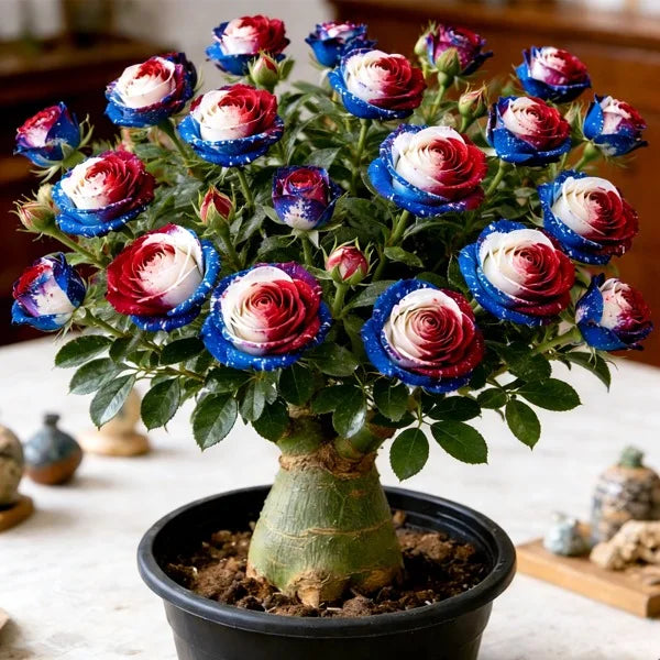 SunPetal – Vibrant Desert Rose Bulbs
