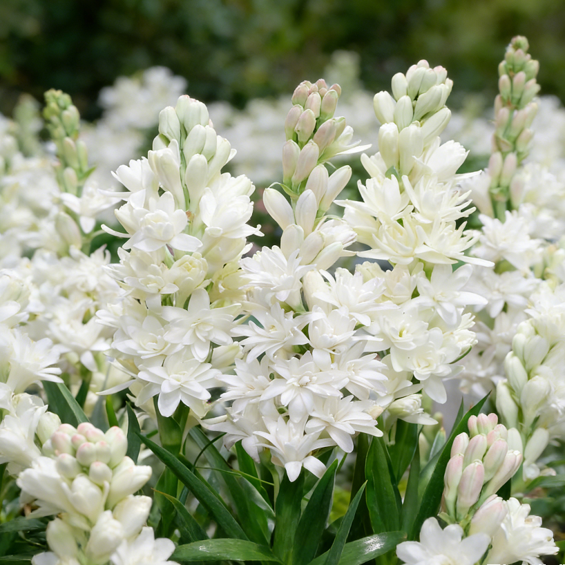 FragranceHaven – Double Bloom Tuberose