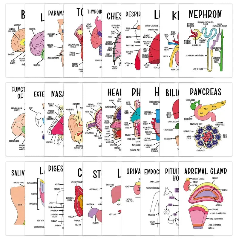 AnatoWise – Medical Anatomy Flash Card Set