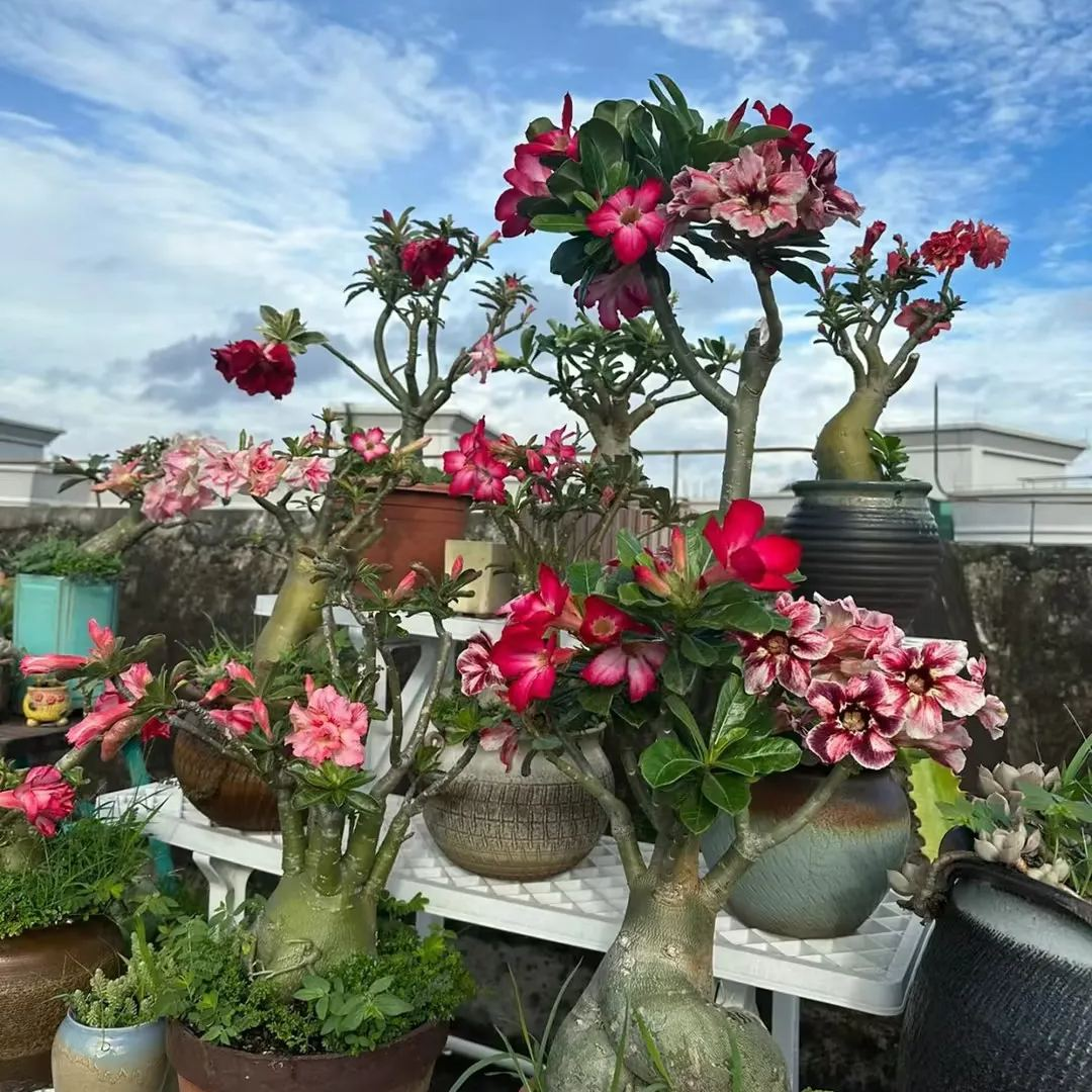 SunPetal – Vibrant Desert Rose Bulbs