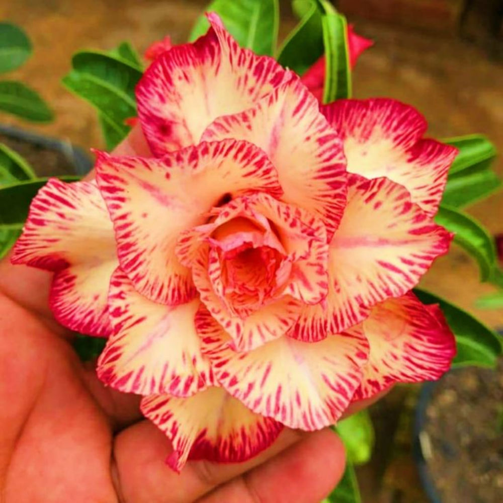 SunPetal – Vibrant Desert Rose Bulbs