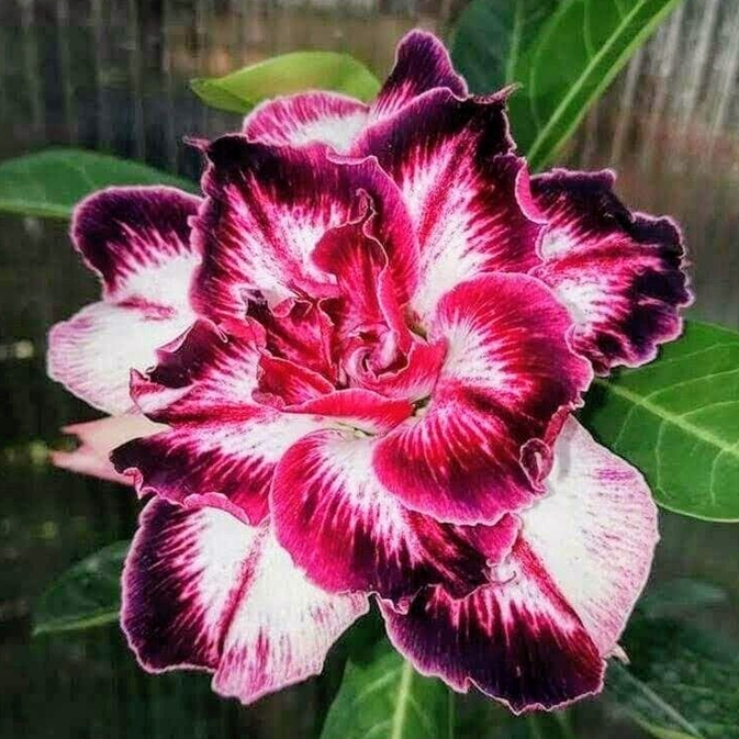 SunPetal – Vibrant Desert Rose Bulbs