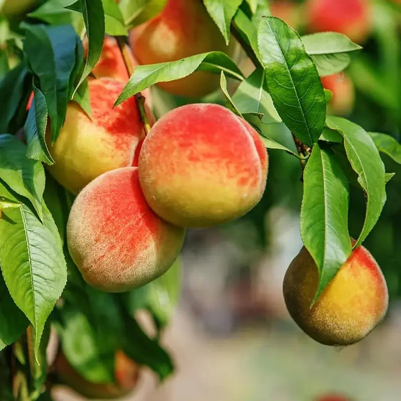 PeachNest – Premium Water Peach Garden Seeds