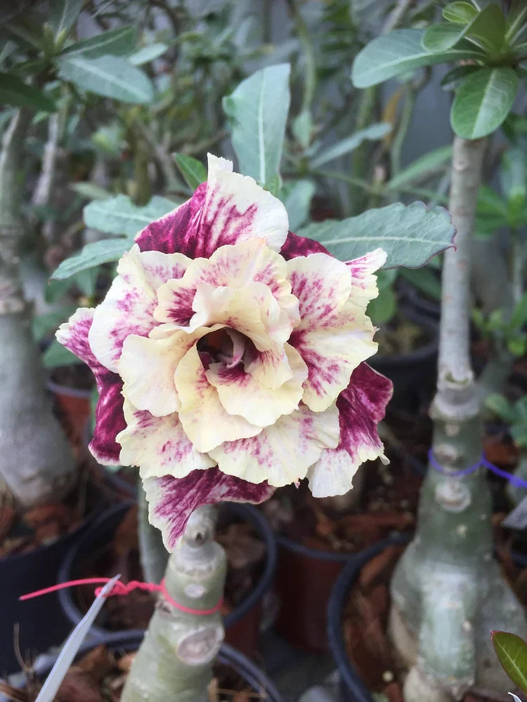SunPetal – Vibrant Desert Rose Bulbs