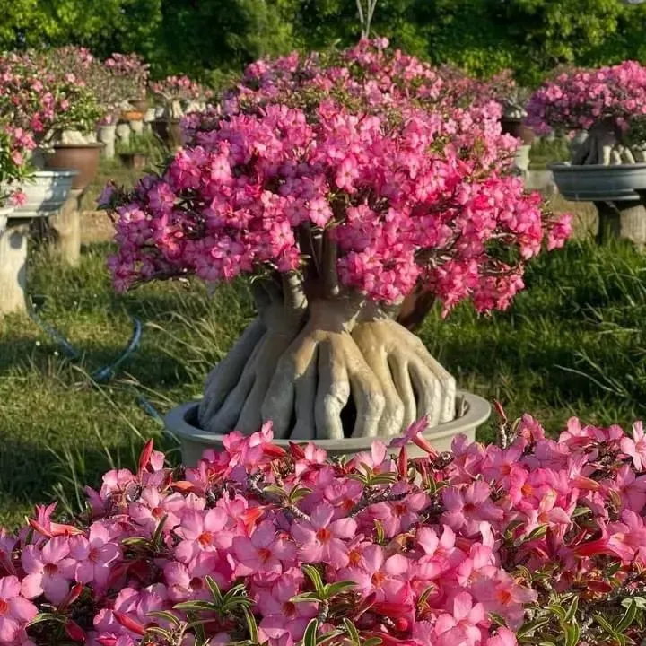 SunPetal – Vibrant Desert Rose Bulbs