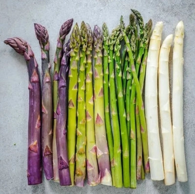 Four Seasons Asparagus Mary Washington Seeds