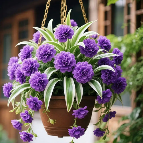 LushCascade – Fragrant Trailing Plant
