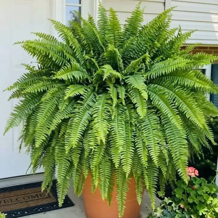 GreenCascade – Full Artificial Boston Fern Bush