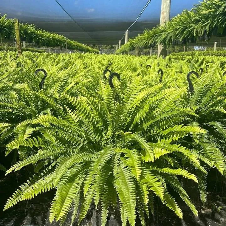 GreenCascade – Full Artificial Boston Fern Bush